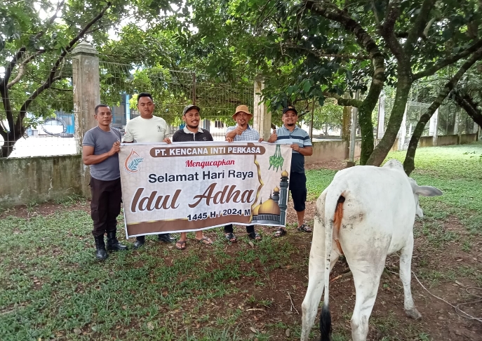 Idul Adha 1445 H PT KIP Bagikan Lima Hewan Kurban WASPADA