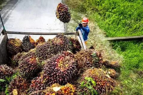 Permintaan Melemah, Harga CPO Tersungkur Ke Level Terendah