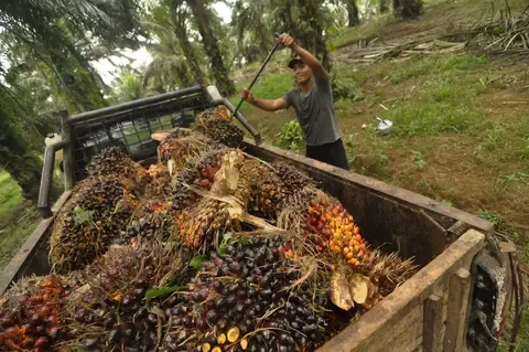 Harga CPO Melonjak, Dipicu Minyak Dunia Dan Pelemahan Ringgit Malaysia