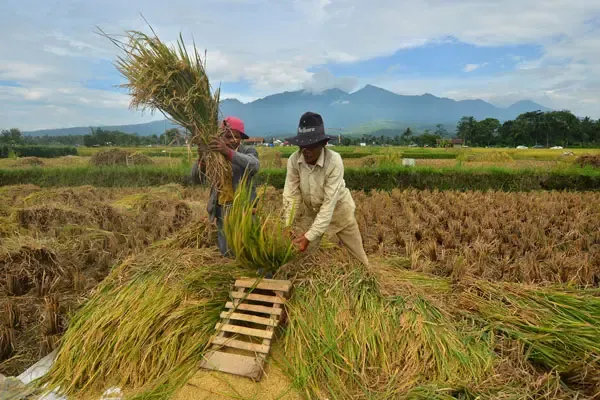 Serapan Gabah Petani Capai 74 Persen, Bulog Dekati Target 3 Juta Ton Beras