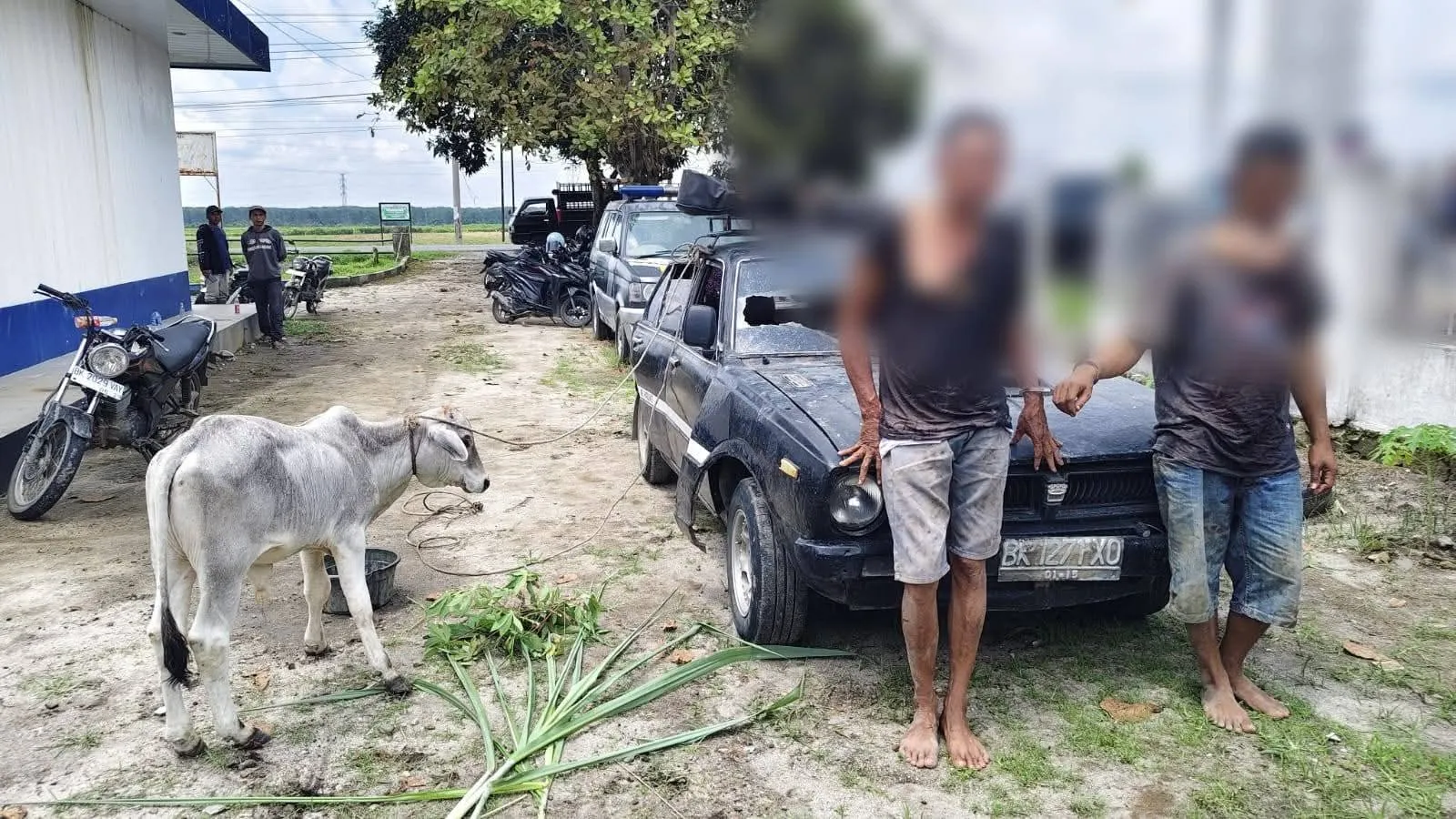 Kapolsek Dolok Batu Nanggar Pimpin Langsung Tangkap Dua Pencuri Lembu Pakai Sedan