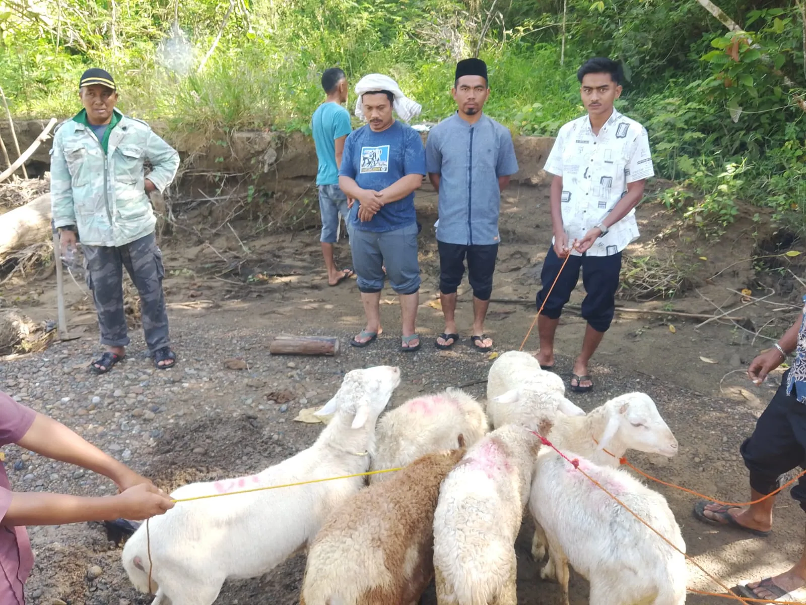 Yayasan Semari Aceh Peduli Salurkan Hewan Kurban Untuk Korban Banjir di Takengon Dan Aceh Utara.
