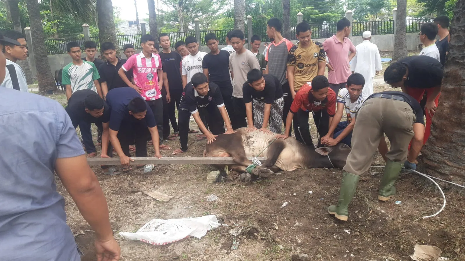 Yayasan Islamic Centre Sumut Sembelih 8 Hewan Kurban Di Medan dan Kisaran