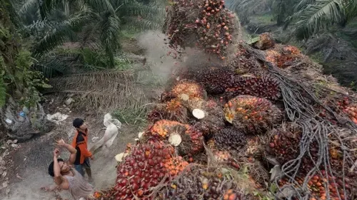 Harga CPO Sentuh Level Tertinggi Dalam Tiga Bulan