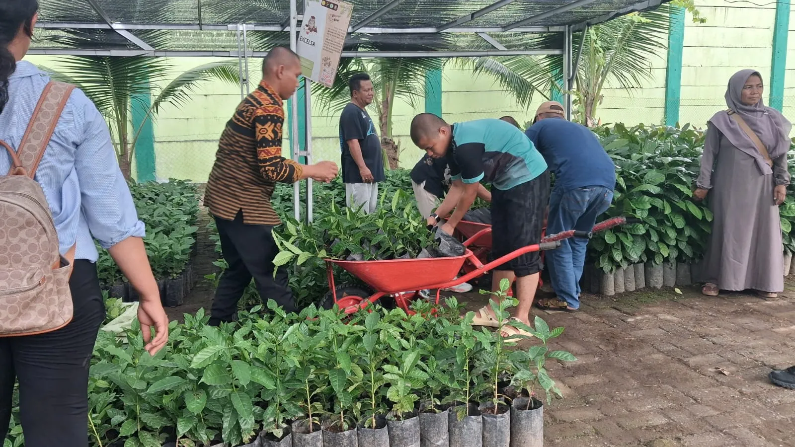 Polbangtan Kementan Serahkan 3 Ribu Bibit Kopi Gayo 1 Kepada Kelompok Tani Di Sumut