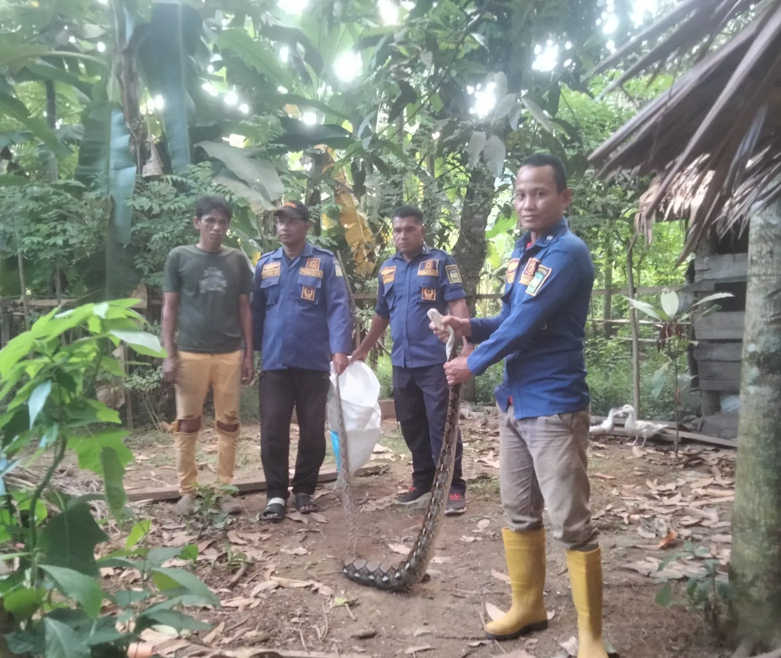Piton 3 Meter Dievakuasi Petugas Damkar Aceh Besar