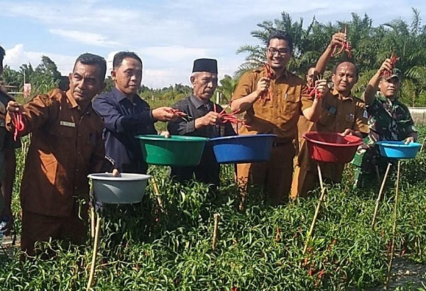 Pj Bupati Marthunis panen raya cabai merah di Desa Ketapang Indah Kec. Singkil Utara. Produksi lokal tanaman holtikultura ini salah satu upaya untuk penanganan inflasi di Kabupaten Aceh Singkil. Waspada/Ist