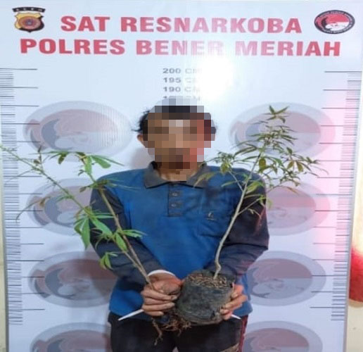 Satreskoba Polres mengamankan tersangka penanam narkotika jenis ganja.Waspada/Sumarsono