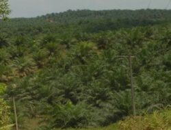 Hutan Lindung Dibajak Kelapa Sawit