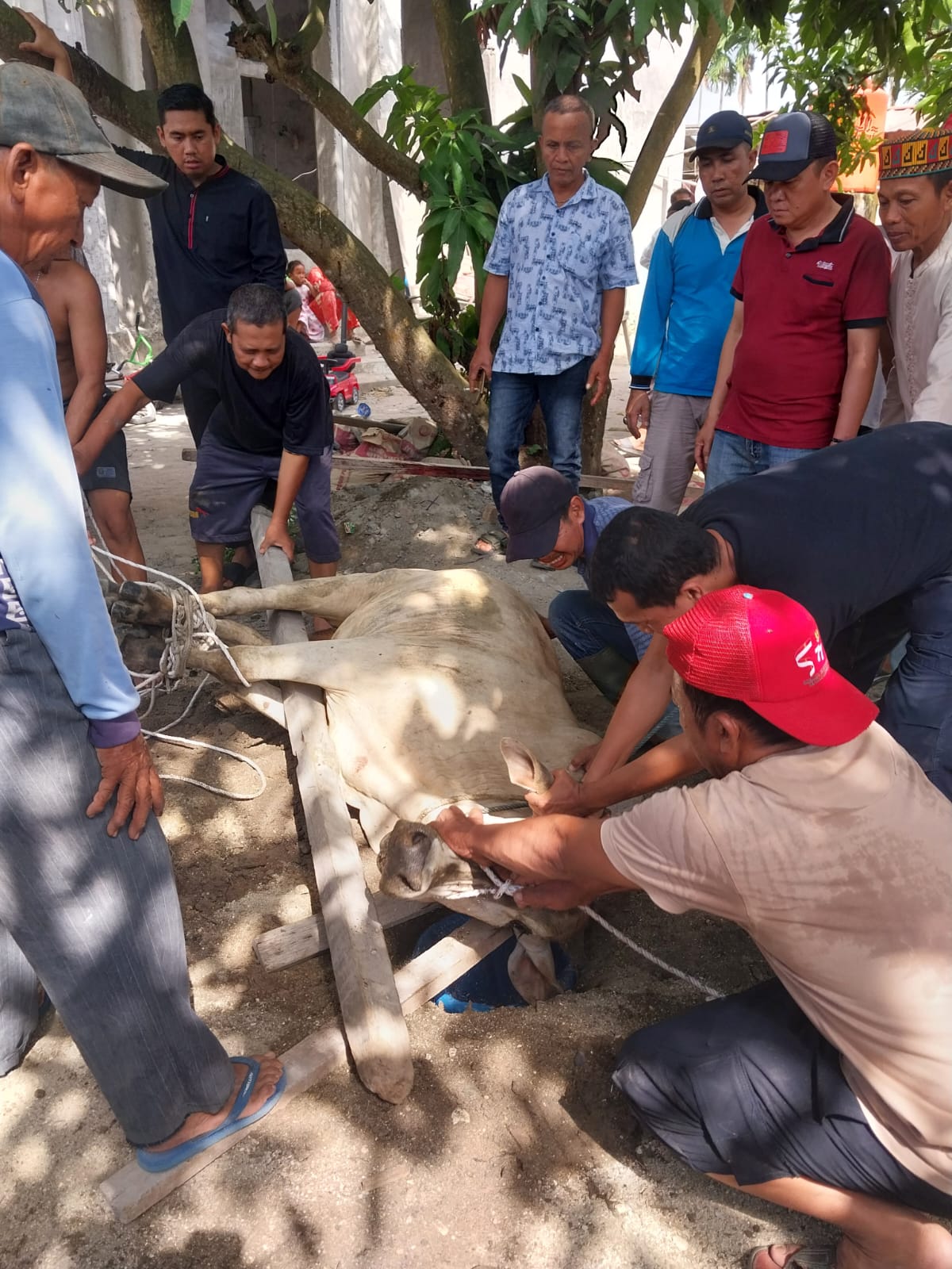 Lembu Kurban Lepas, Warga Berlarian