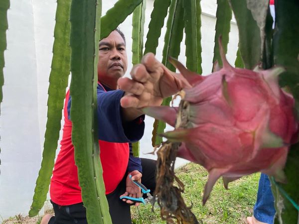 Bupati Sergai H. Darma Wijaya memetik buah naga. Waspada/Darmawan