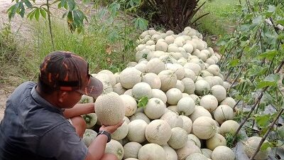 Tingkatkan Perekonomian Masyarakat, Profesor Mengabdi LPPM USU Berdayakan Petani Melon Di Desa Pasar Rawa