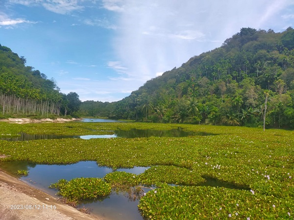 Kawasan Hutan di Kemukiman Paloh, Kecamatan Padang Tiji, Kabupaten Pidie. (Waspada/Ist)