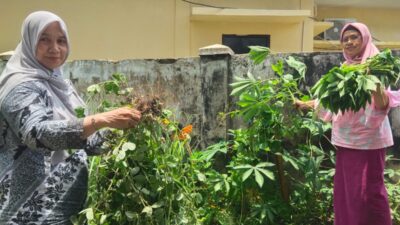 Guru Dan Siswa SD Negeri 060954 Panen Sayur Mayur Di Kebun Sekolah