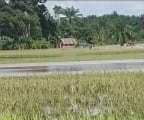 Di Palas, Ratusan Hektar Lahan Sawah Rusak Akibat Bencana Banjir