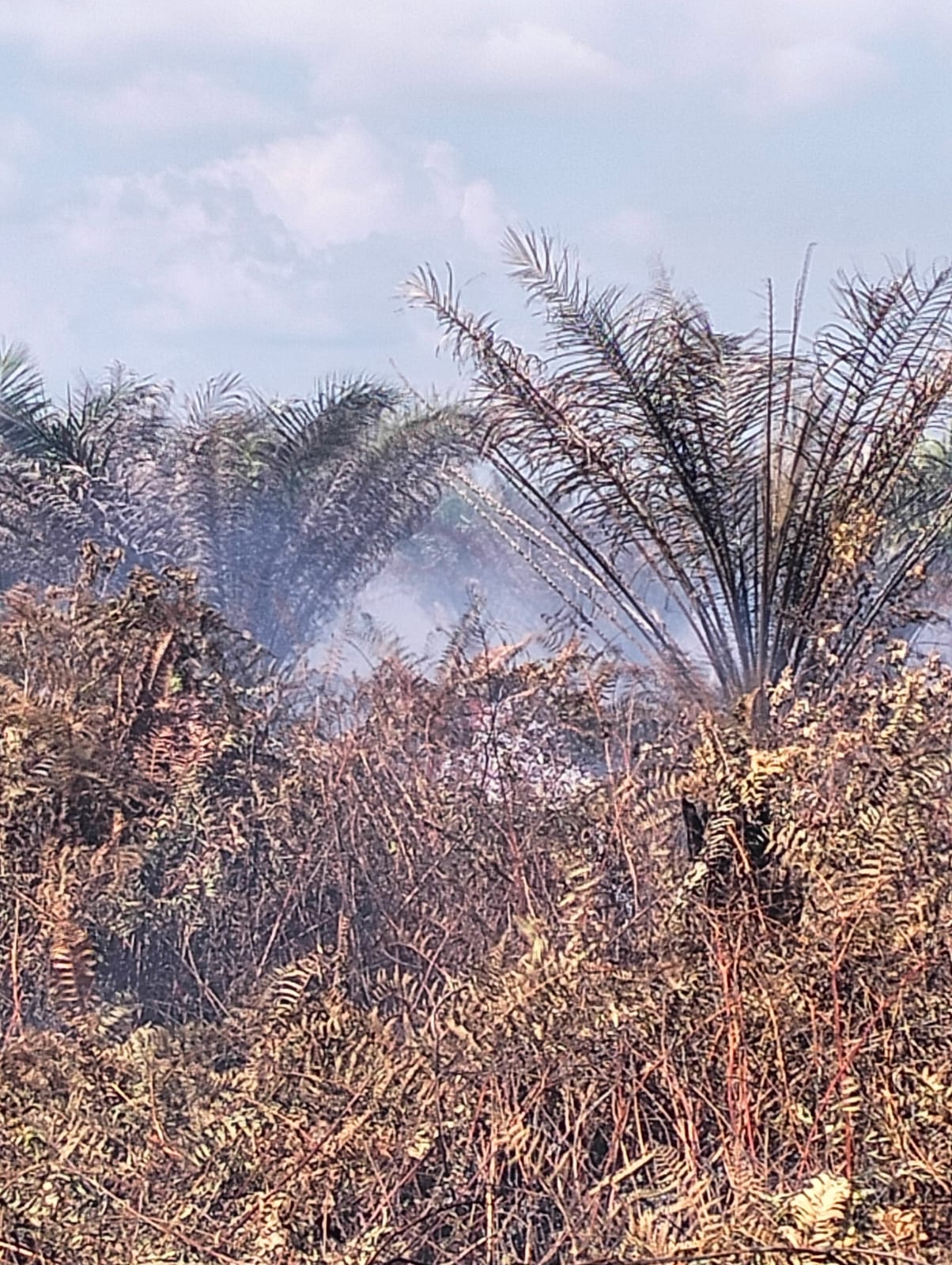 Pemadaman Kebakaran Lahan Di Lapang Baru 50 Persen