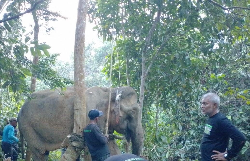 Gajah Liar Terluka Di Aceh Timur