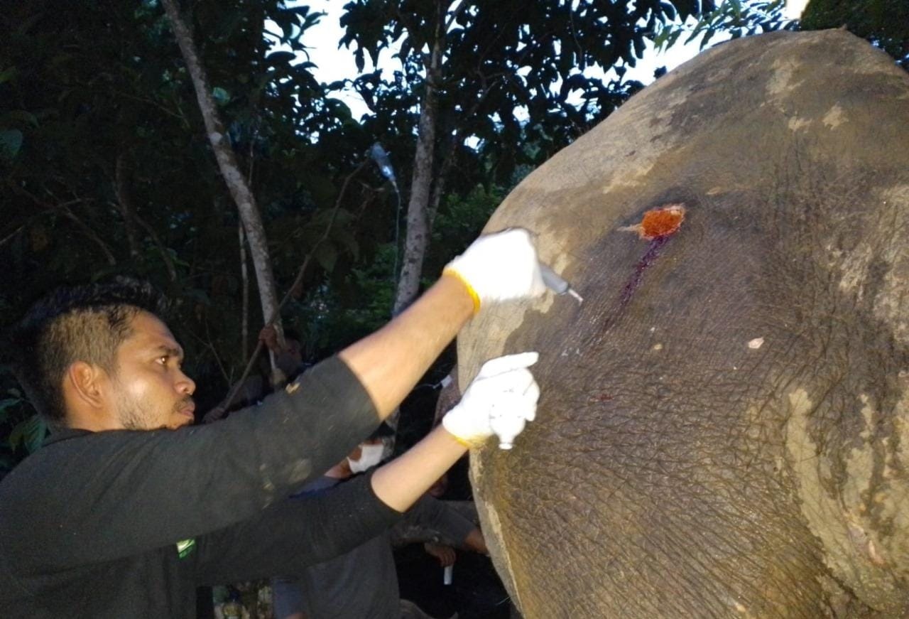 Petugas medis BKSDA Aceh bersama dokter hewan dari FKL dibantu aparat kepolisian mengobati gajah liar yang terluka di Pante Kera, Simpang Jernih, Aceh Timur, Sabtu (24/2). Waspada/Ist.