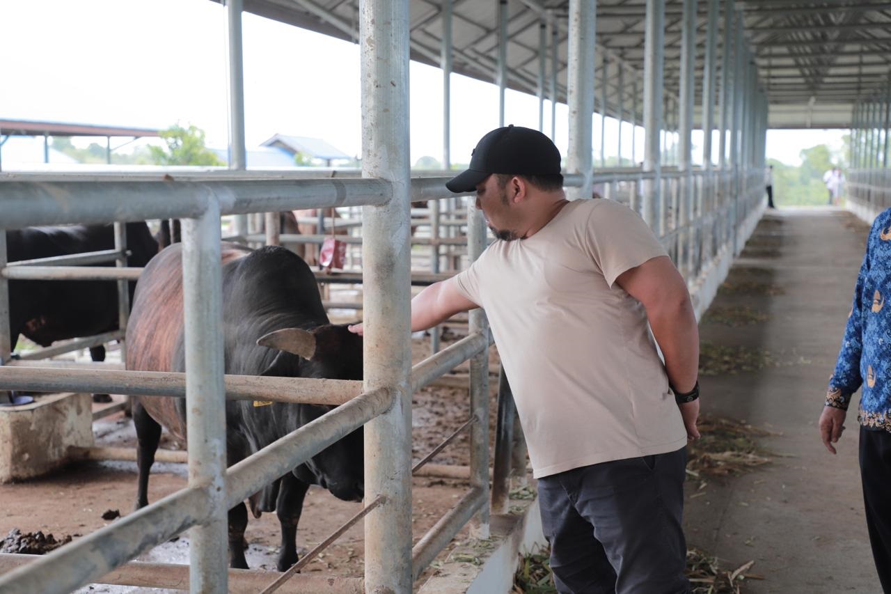 Pj Bupati Aceh Besar Muhammad Iswanto meninjau lokasi ternak sapi Aceh di BPTU-HPT, kecamatan Indrapuri, Rabu, (17/4). (Waspada/Ist)