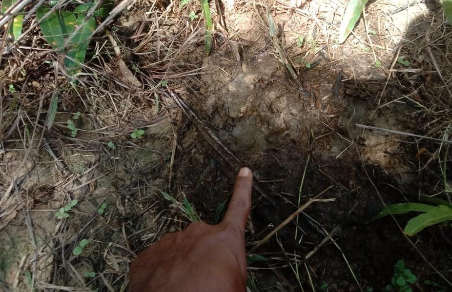 Harimau Mangsa Sapi Di Pedalaman Aceh Timur