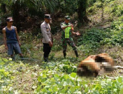 Harimau Mangsa Sapi Di Pedalaman Aceh Timur