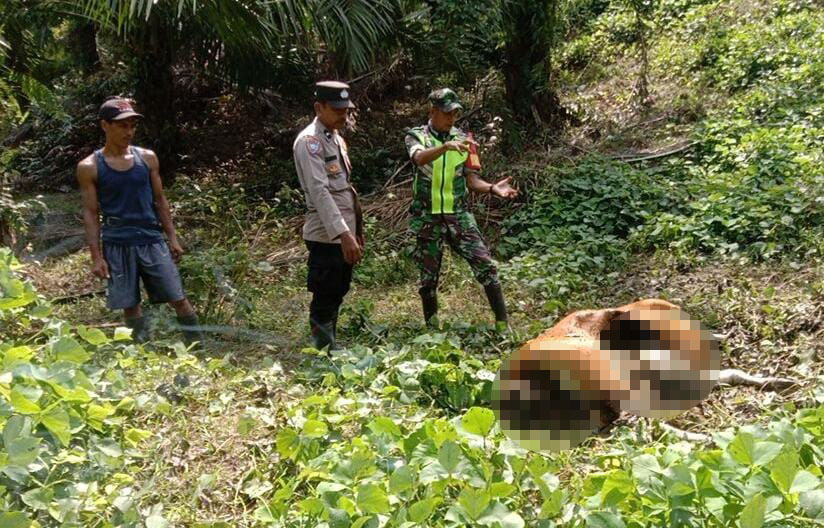 Personel TNI/Polri melihat sapi yang mati dimangsa harimau di kebun Afedeling I JRS, Indra Makmu, Aceh Timur, Kamis (30/5). Waspada/H. Muhammad Ishak