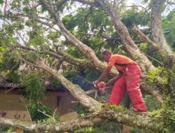 Angin Kencang Landa Aceh Besar, Pohon Tumbang Di Sejumlah Lokasi