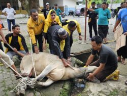 Golkar Medan Polonia Kurban Seekor Sapi Berbobot 400 Kg