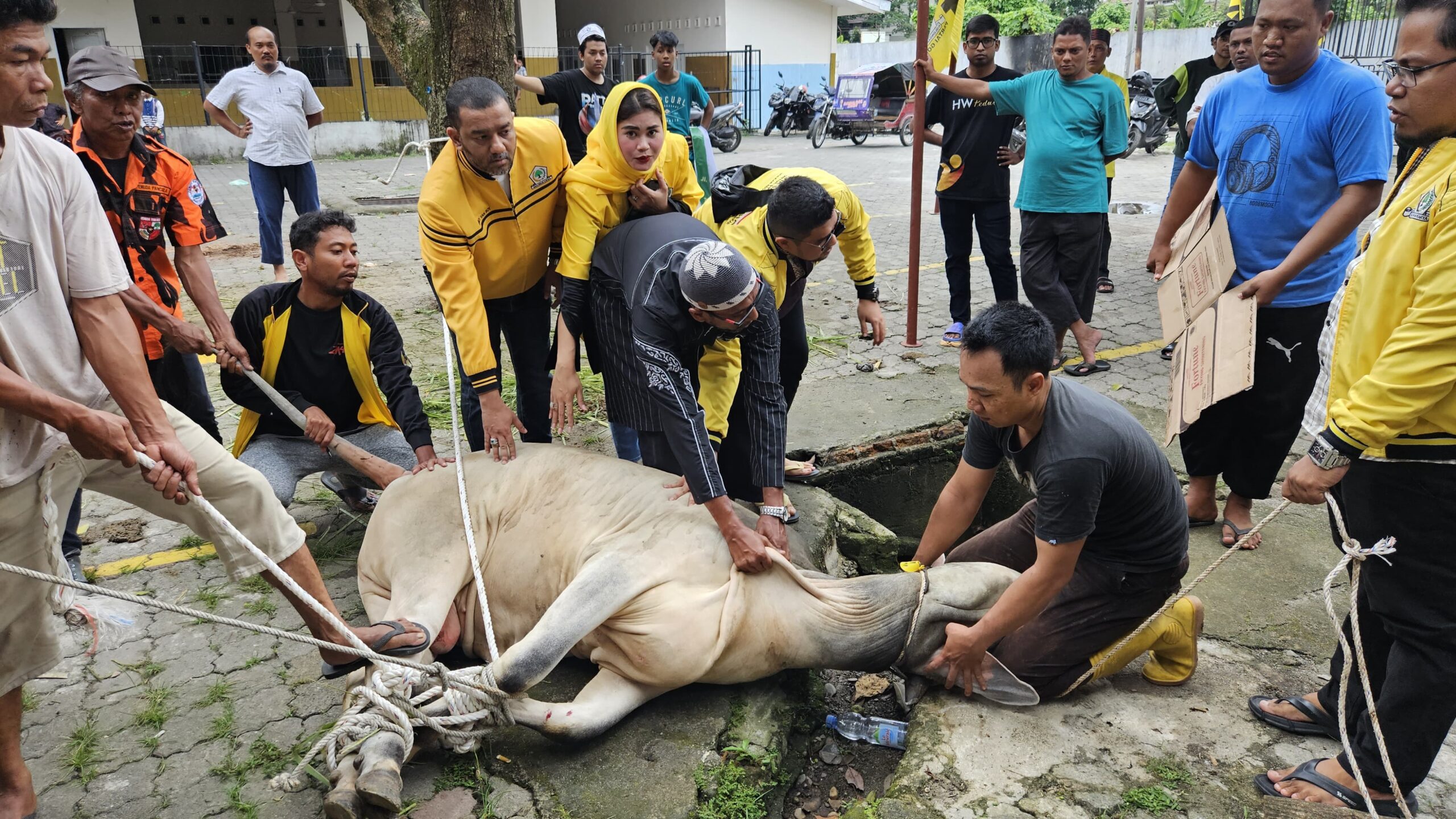 Golkar Medan Polonia Kurban Seekor Sapi Berbobot 400 Kg