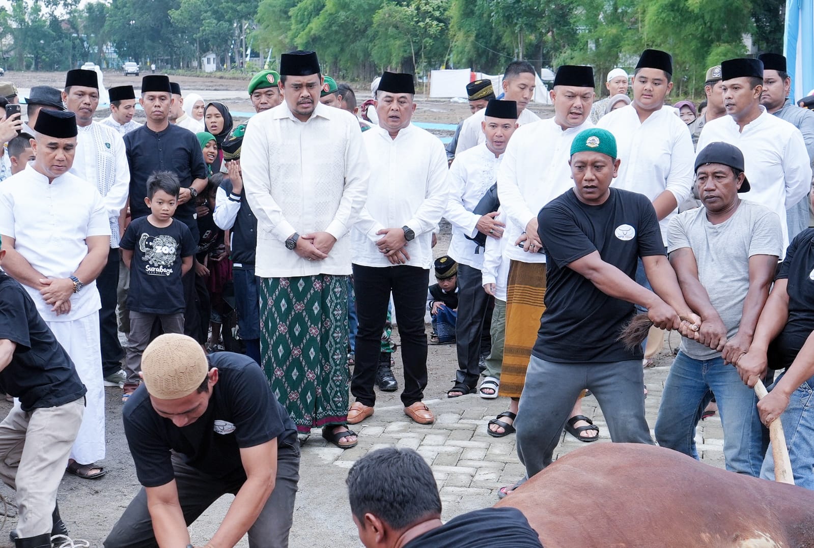 Wali Kota Medan Berkurban Satu Ekor Sapi