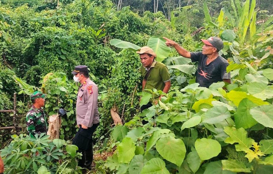 Lagi, Harimau Mangsa Ternak Di Aceh Timur