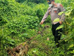 Lagi, Harimau Mangsa Ternak Di Aceh Timur