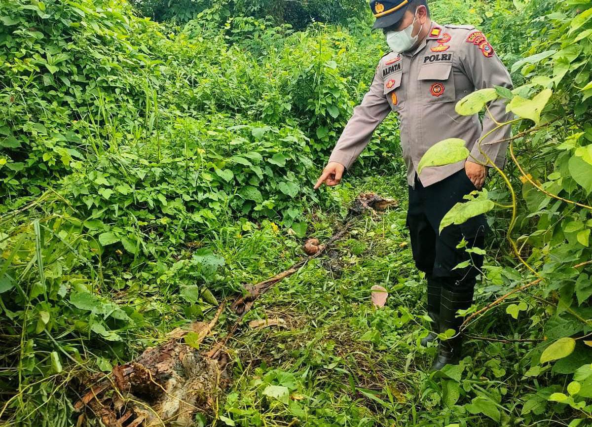 Lagi, Harimau Mangsa Ternak Di Aceh Timur