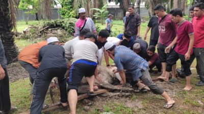 Yayasan Islamic Centre Sumut Sembelih 14 Hewan Kurban