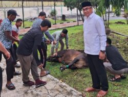 Rayakan Idul Adha 1445 HUPT Asrama Haji Medan Sembelih 6 Ekor Lembu