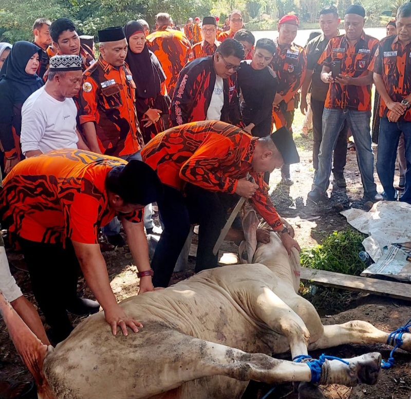 MPW Pemuda Pancasila Sumut Kurban 10 Ekor Sapi Di Idul Adha 1445 H