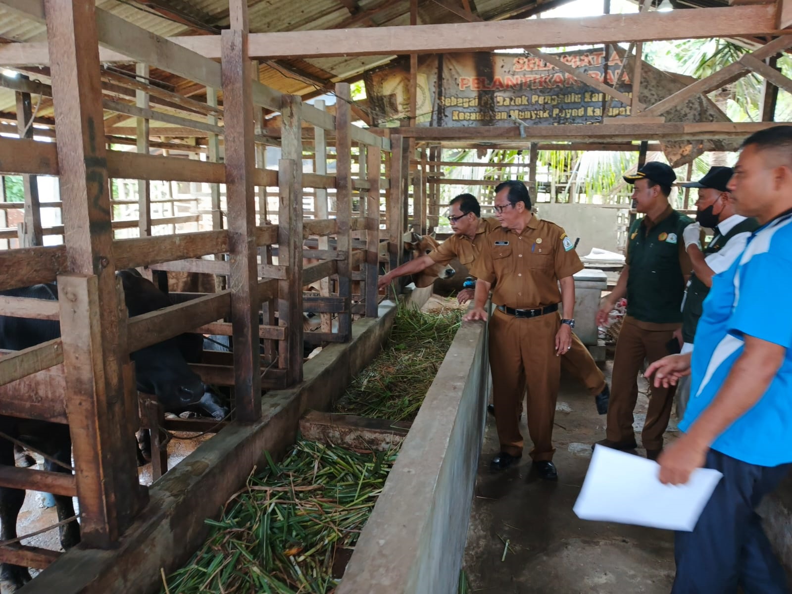 Kepala Distanbunnak Aceh Tamiang, Yunus saat meninjau langsung pemeriksaan hewan kurban di Kampung Matang Ara Aceh,Kecamatan Manyak Payed guna memastikan kesehatan hewan yang disembelih.(Waspada/Yusri).