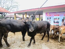 Stok Hewan Qurban Di Aceh Besar Capai Ribuan Ekor