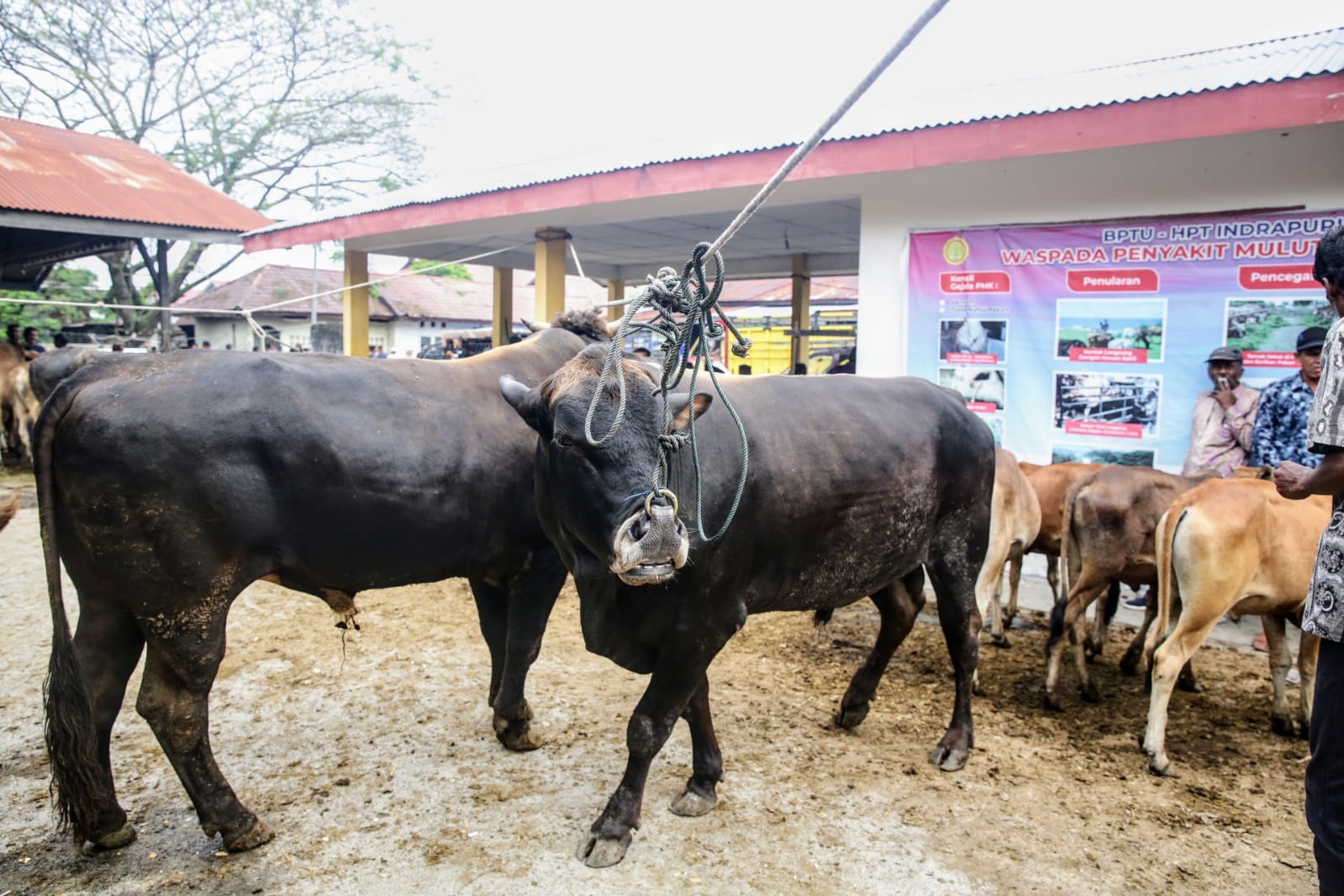 Suasana pasar hewan jelang Idul Adha, di Sibreh, Kecamatan Sukamakmur, Kabupaten Aceh Besar, Rabu (12/6). (Waspada/Ist)