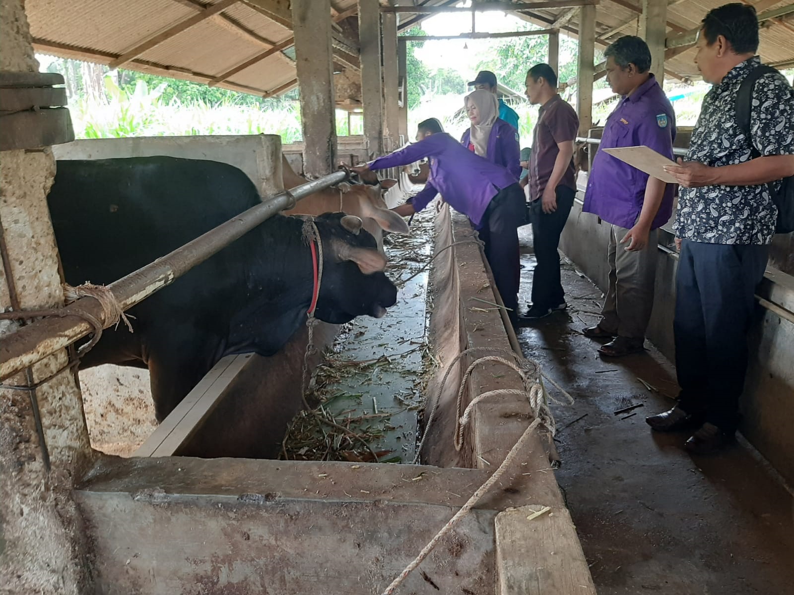 Kepala Bidang Peternakan dari Dinas Pangan, Pertanian dan Perikanan Kota Langsa, drh Silga bersama tim saat memeriksa sejumlah hewan qurban di beberapa titik di Langsa, Kamis (13/6). Waspada/Rapian.