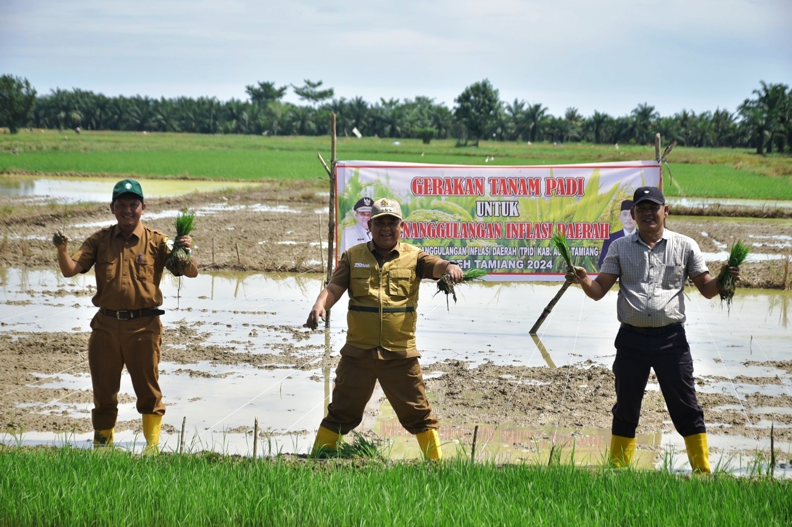 Pj Bupati Aceh Tamiang, Drs Asra saat melakukan penanaman padi musim tanam Gadu di Kampung Teulaga Meuku Dua,Kecamatan Banda Mulia, Senin (3/6) kemarin.(Waspada/Yusri).