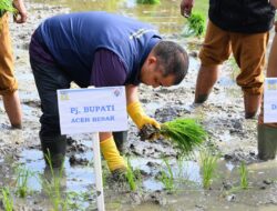 Pj Bupati Aceh Besar Tanam Perdana Padi MT Gadu 2024