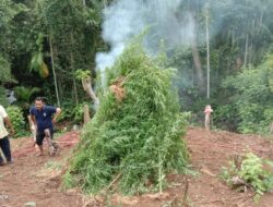 Polisi Temukan Lahan Ganja Di Aceh Utara