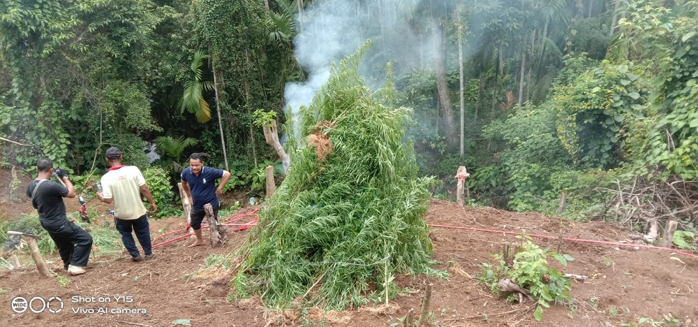 Polisi memusnahkan tanaman ganja di Desa Teupin Reusip, Kecamatan Sawang, Aceh Utara beberapa waktu lalu. Polisi berhasil mengungkapkan kasus narkoba dan menangkap dua tersangka di kawasan tersebut, Minggu (30/6). Waspada/ist