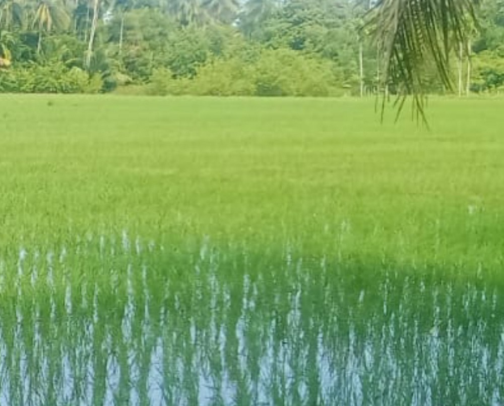 Kondisi tanaman padi warga yang merana dan terancam gagal panen, akibat terendam banjir luapan muara Suak Mirah. Senin (1/7).Waspada/Syafrizal