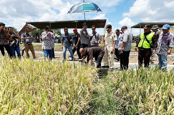 Calon Bupati Langkat nomor urut 1, Syah Afandin ingin jadikan Langkat sebagai lumbung pangan nasional. Bang Ondim mengatakan itu saat panen raya padi di Desa Kwala Mencirim, Kecamatan Sei Bingei, Kabupaten Langkat, Kamis (10/10). Waspada/Ist