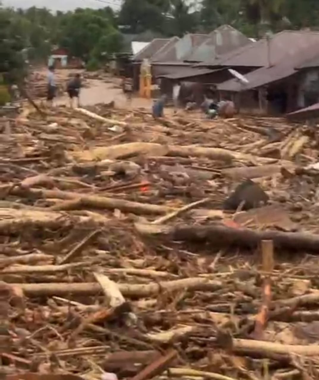 Banjir Bandang Tapsel, Ratusan Kubik Kayu Menumpuk Di Lokasi