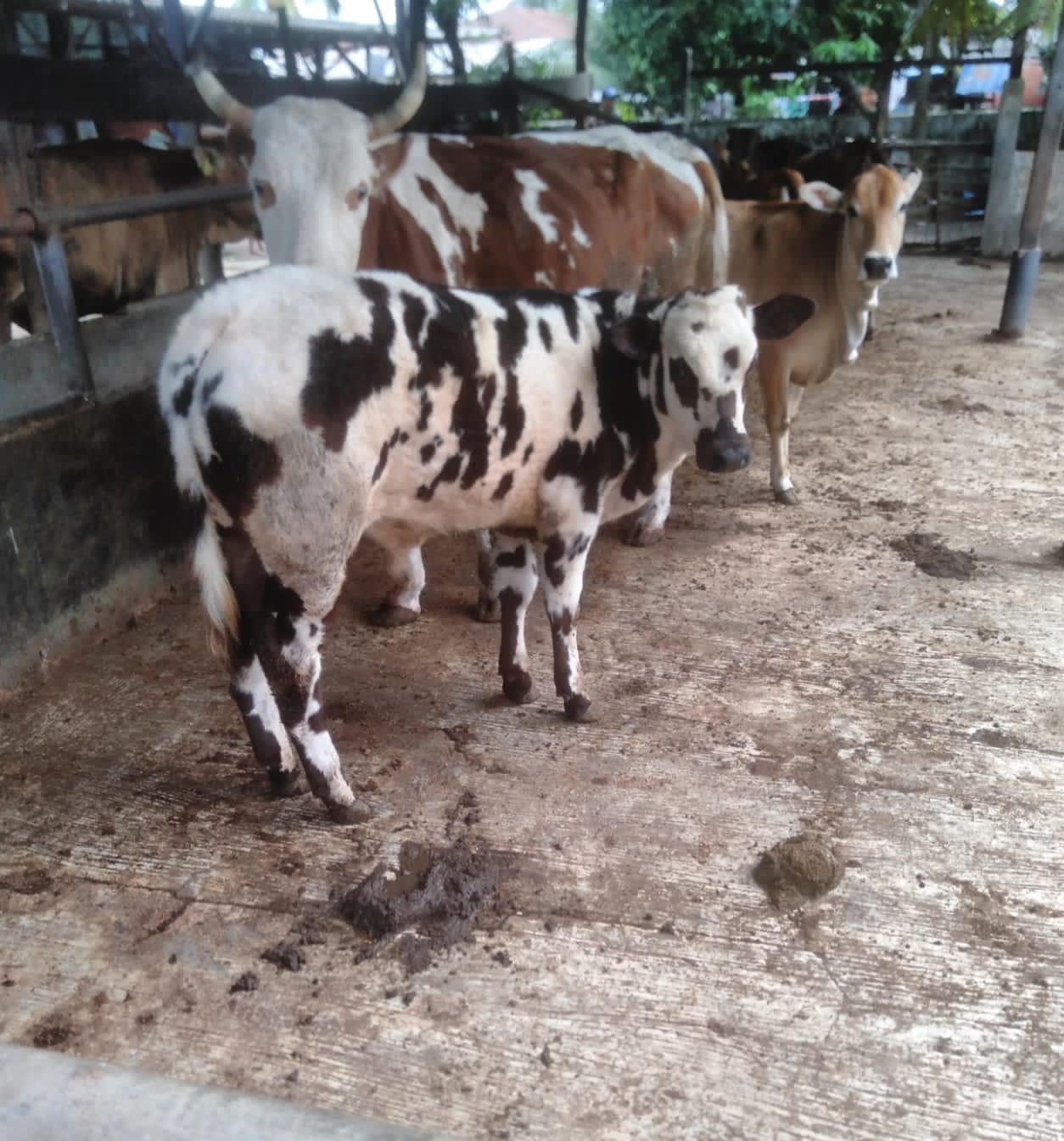 Peternak Sapi Di Deliserdang Berharap Daging Sapi Jadi Menu MBG