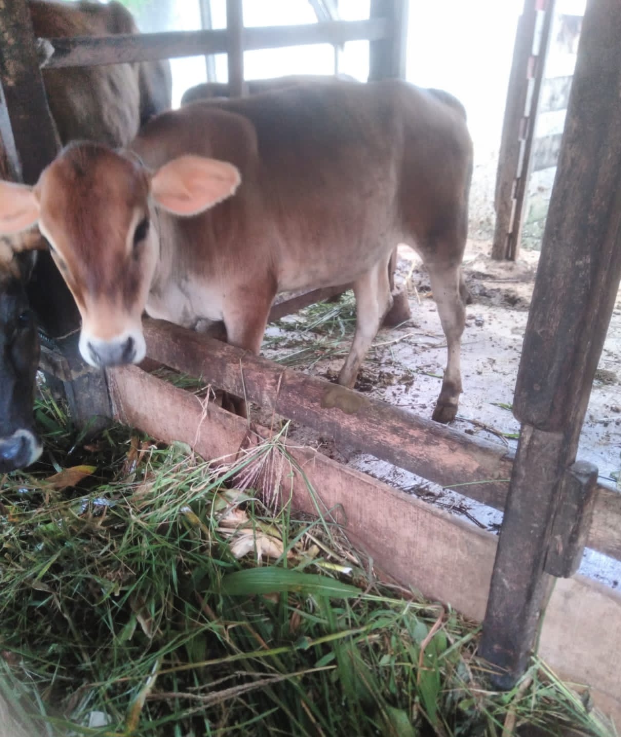 Peternak Sapi Di Deliserdang Berharap Daging Sapi Jadi Menu MBG