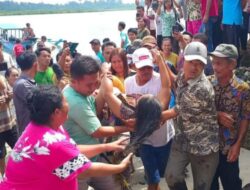 Seorang IRT Tewas Diterkam Buaya Di Nias Selatan